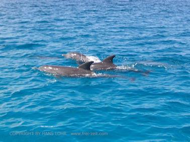 Swimming with dolphins, Zanzibar, DSC07860b